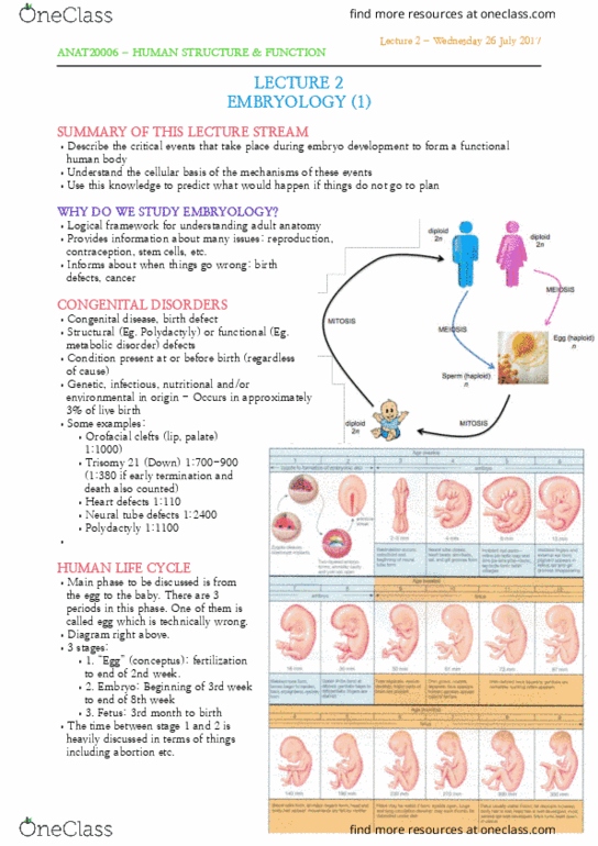 ANAT20006 Lecture Notes - Lecture 2: Neural Tube Defect, Embryonic Stem Cell, Inner Cell Mass thumbnail