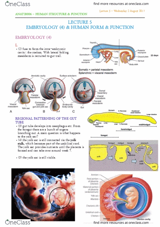 ANAT20006 Lecture Notes - Lecture 5: Mesonephric Duct, Yolk Sac, Pancreatic Bud thumbnail