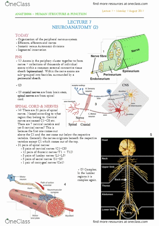 ANAT20006 Lecture Notes - Lecture 7: Peripheral Nervous System, Dorsal Root Ganglion, List Of Lumbar Nerves thumbnail