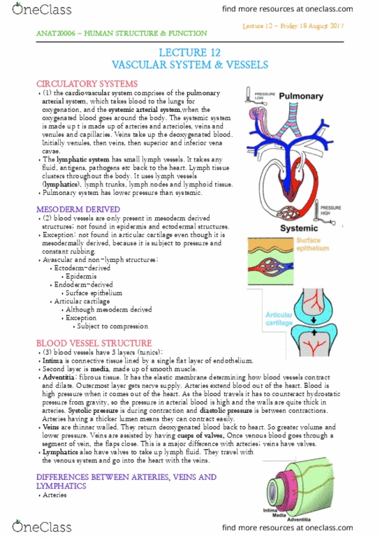 ANAT20006 Lecture Notes - Lecture 12: Hyaline Cartilage, Lymph Node, Venous Blood thumbnail