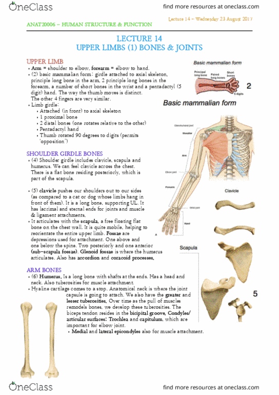 ANAT20006 Lecture Notes - Lecture 14: Radial Tuberosity, Shoulder Girdle, Clavicle Fracture thumbnail