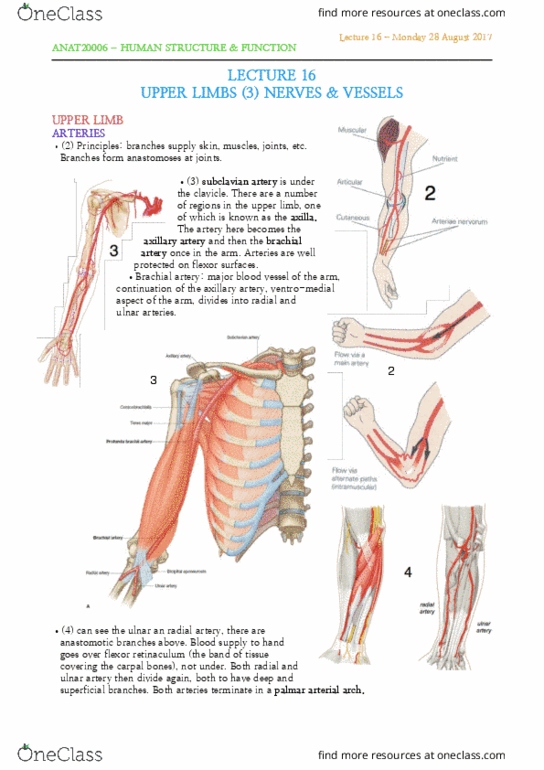ANAT20006 Lecture Notes - Lecture 16: Ulnar Artery, Brachial Artery, Axillary Artery thumbnail