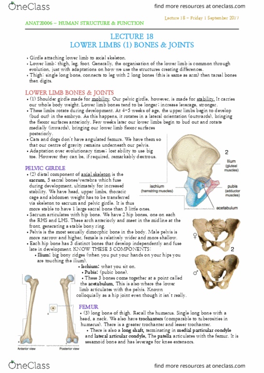 ANAT20006 Lecture Notes - Lecture 18: Lesser Trochanter, Tuberosity Of The Tibia, Interosseous Membrane thumbnail