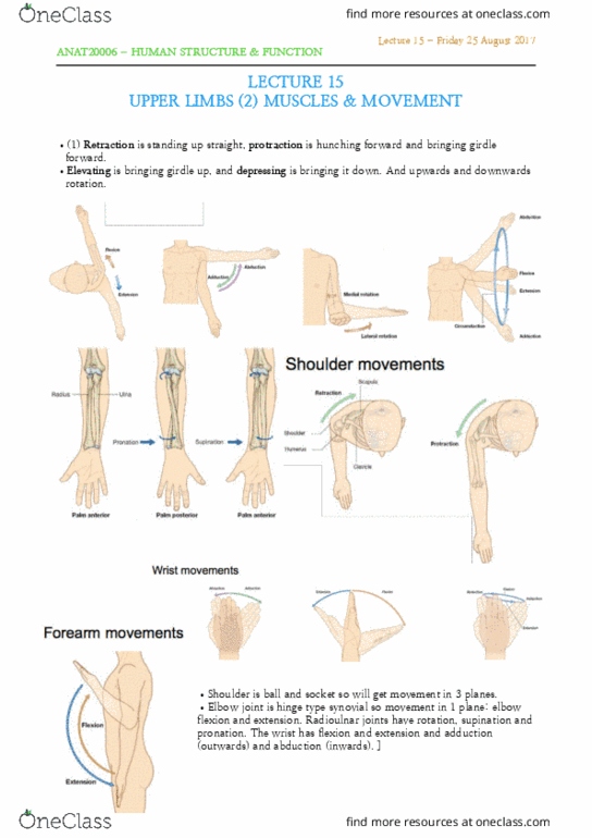 ANAT20006 Lecture Notes - Lecture 15: Shoulder Joint, Open Hand, Supinator Muscle thumbnail