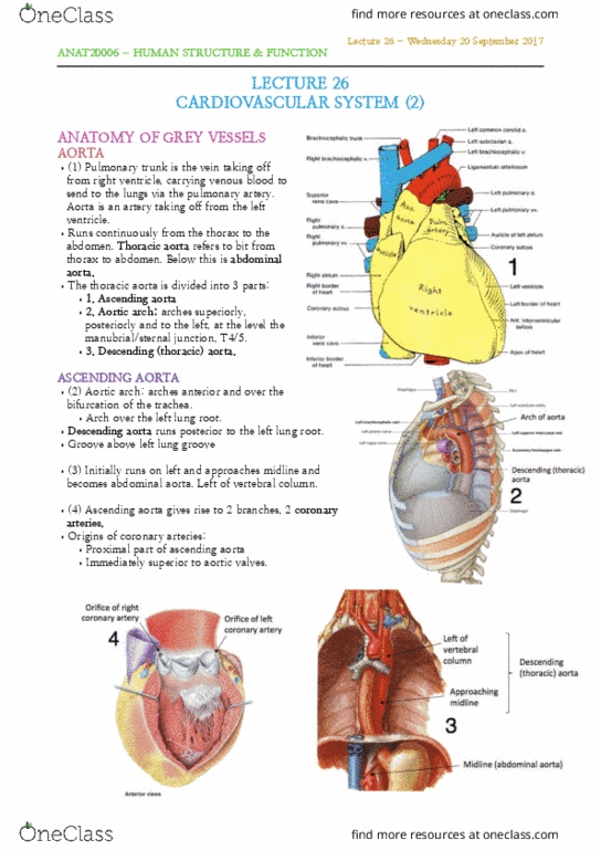 ANAT20006 Lecture Notes - Lecture 26: Ascending Aorta, Aortic Arch, Descending Aorta thumbnail