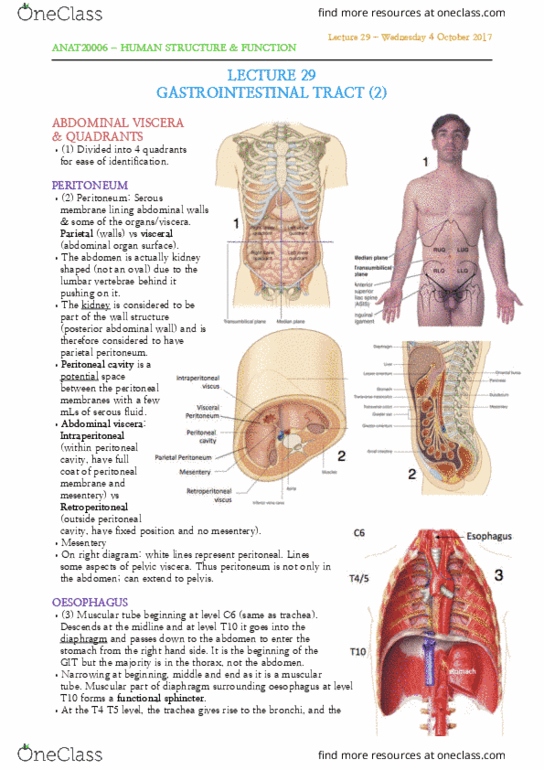 ANAT20006 Lecture Notes - Lecture 29: Peritoneal Cavity, Peritoneum, Gastric Mucosa thumbnail