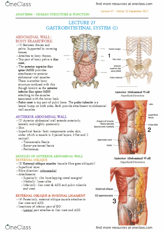 ANAT20006 Lecture Notes - Lecture 27: Anterior Inferior Iliac Spine, Anterior Superior Iliac Spine, Abdominal External Oblique Muscle thumbnail