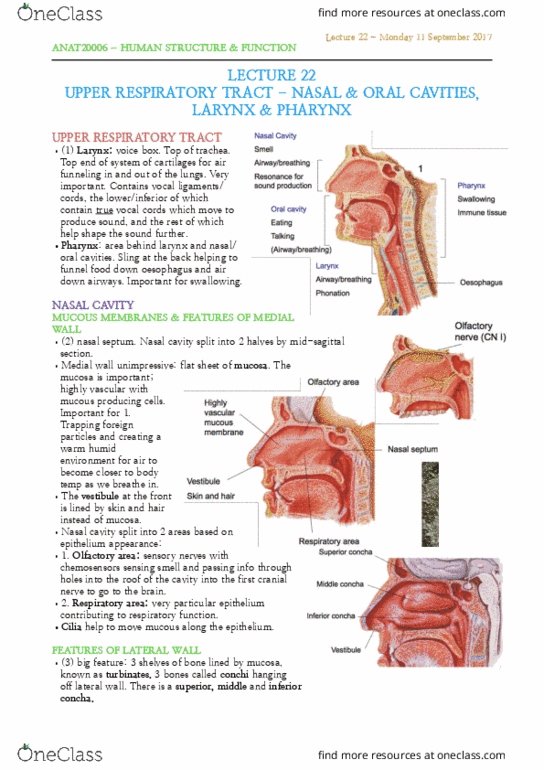 ANAT20006 Lecture Notes - Lecture 22: Nasal Cavity, Maxillary Sinus, Ethmoid Bone thumbnail