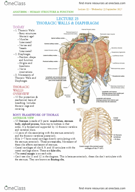 ANAT20006 Lecture Notes - Lecture 23: Transverse Costal Facet, Thoracic Vertebrae, Rib Cage thumbnail