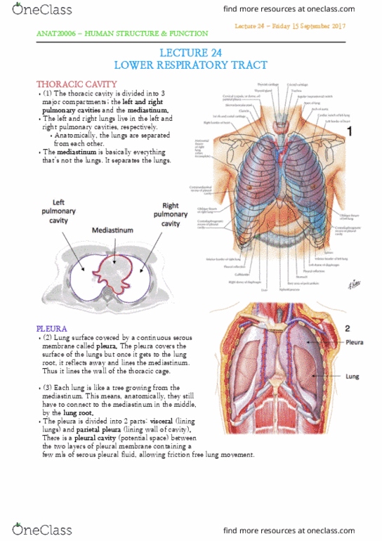 ANAT20006 Lecture Notes - Lecture 24: Pulmonary Pleurae, Thoracic Cavity, Rib Cage thumbnail