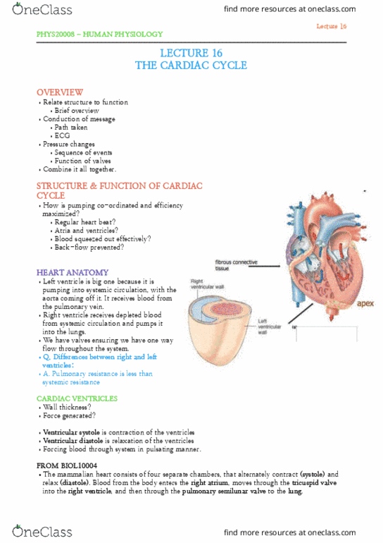 PHYS20008 Lecture Notes - Lecture 16: Heart Valve, Tricuspid Valve, Pulmonary Vein thumbnail
