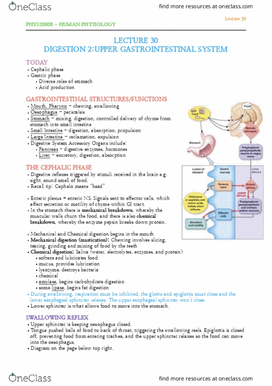 PHYS20008 Lecture Notes - Lecture 30: Esophagus, Sphincter, Chyme thumbnail