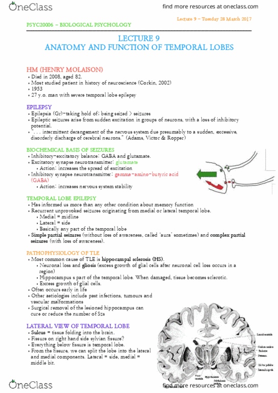 PSYC20006 Lecture Notes - Lecture 9: Temporal Lobe Epilepsy, Lateral Sulcus, Temporal Lobe thumbnail
