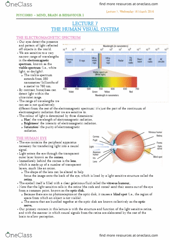 PSYC10003 Lecture Notes - Lecture 7: Vitreous Body, Color Blindness, Retina thumbnail