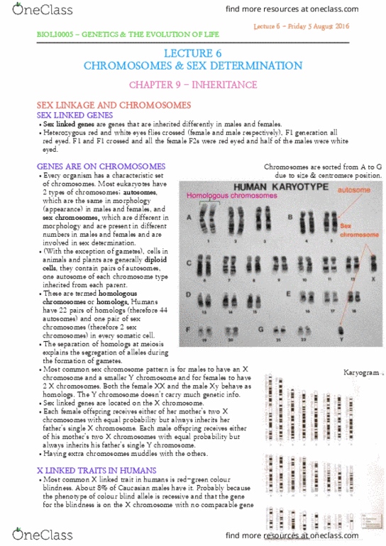 BIOL10005 Lecture Notes - Lecture 6: Karyotype, Color Blindness, Y Chromosome thumbnail