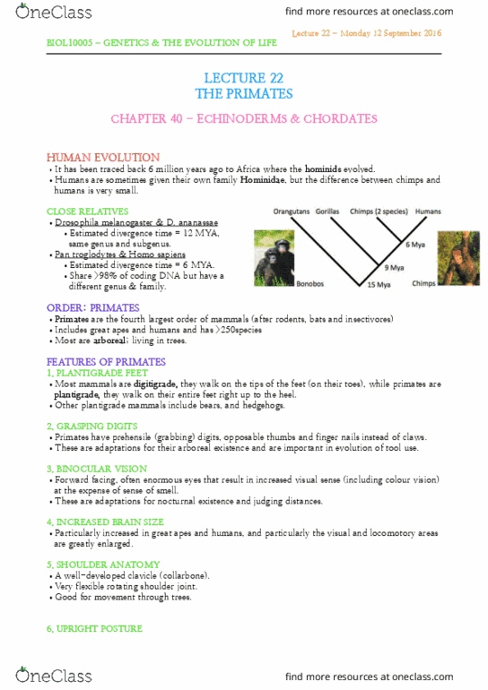 BIOL10005 Lecture Notes - Lecture 22: Common Chimpanzee, Plantigrade, Shoulder Joint thumbnail