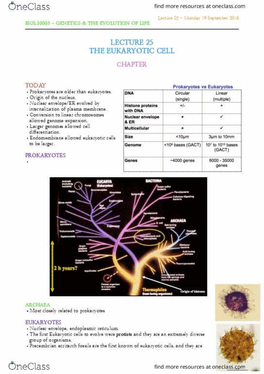 BIOL10005 Lecture Notes - Lecture 25: Endoplasmic Reticulum, Acritarch, Nuclear Membrane thumbnail