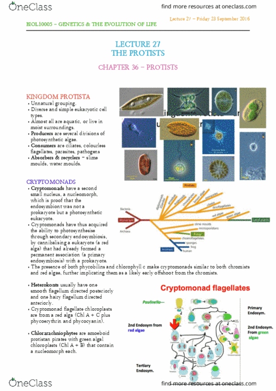 BIOL10005 Lecture Notes - Lecture 27: Cryptomonad, Chromista, Symbiogenesis thumbnail