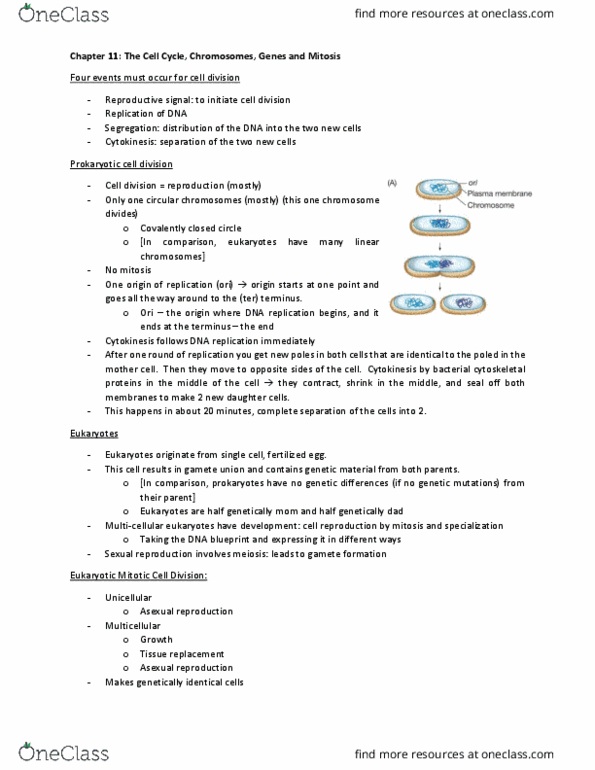 BIO 011 Lecture Notes - Lecture 14: Asexual Reproduction, Dna Replication, Prokaryote thumbnail