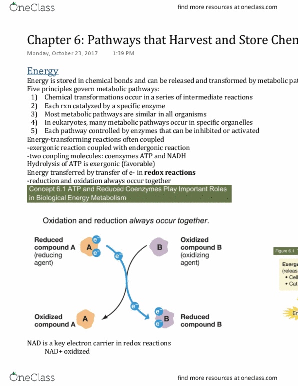 AS.020.151 Chapter Notes - Chapter 6: Exergonic Reaction, Endergonic Reaction, Hydrolysis thumbnail