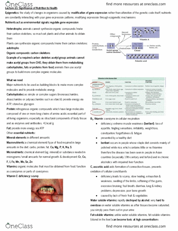 BIOL10002 Lecture Notes - Lecture 21: Scurvy, Cellular Respiration, Thiamine thumbnail