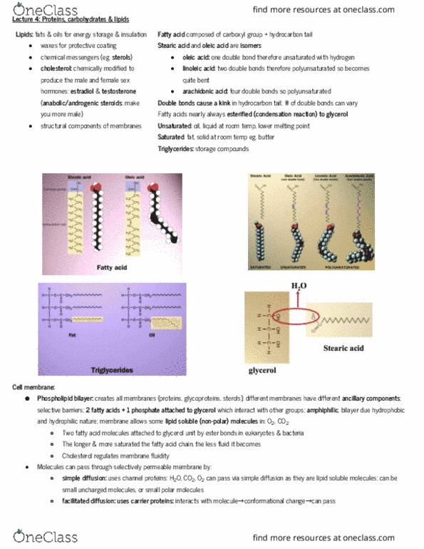 BIOL10002 Lecture Notes - Lecture 4: Facilitated Diffusion, Amphiphile, Glycerol thumbnail