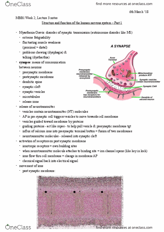 PSYC10003 Lecture Notes - Lecture 3: Myasthenia Gravis, Dendritic Spine, Autoimmune Disease thumbnail