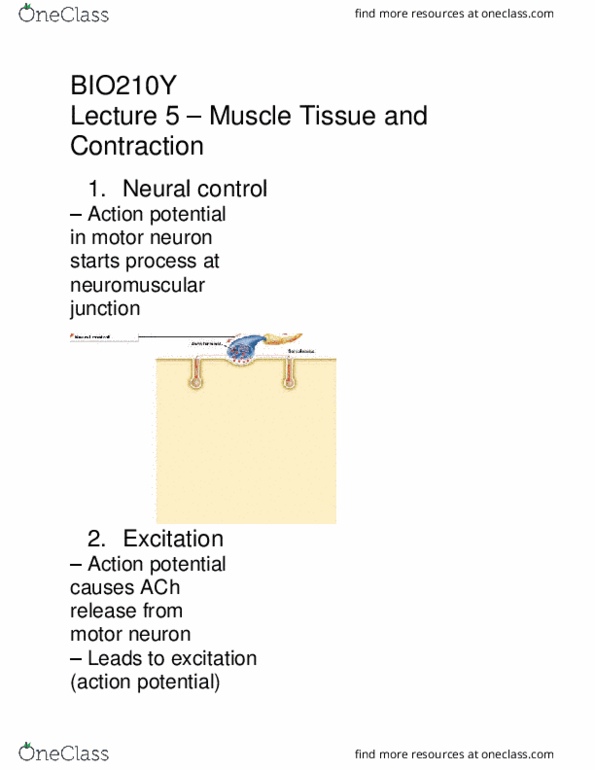 BIO210Y5 Lecture Notes - Lecture 5: Neuromuscular Junction, Motor Neuron, Myocyte thumbnail