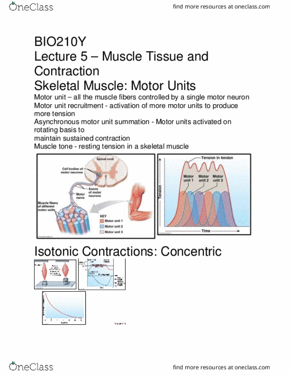 BIO210Y5 Lecture Notes - Lecture 5: Muscle Contraction, Skeletal Muscle, Motor Unit thumbnail