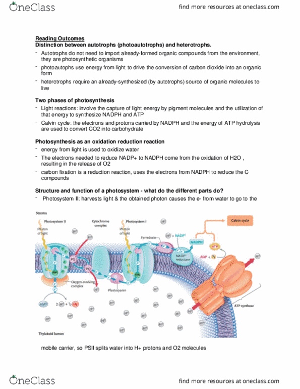 Biology 1002B Lecture Notes - Lecture 4: Thylakoid, Chloroplast Membrane, Photosystem Ii thumbnail