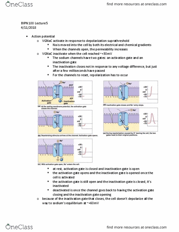 BIPN 100 Lecture Notes - Lecture 5: Myelin, Cardiac Muscle, Saltatory Conduction thumbnail