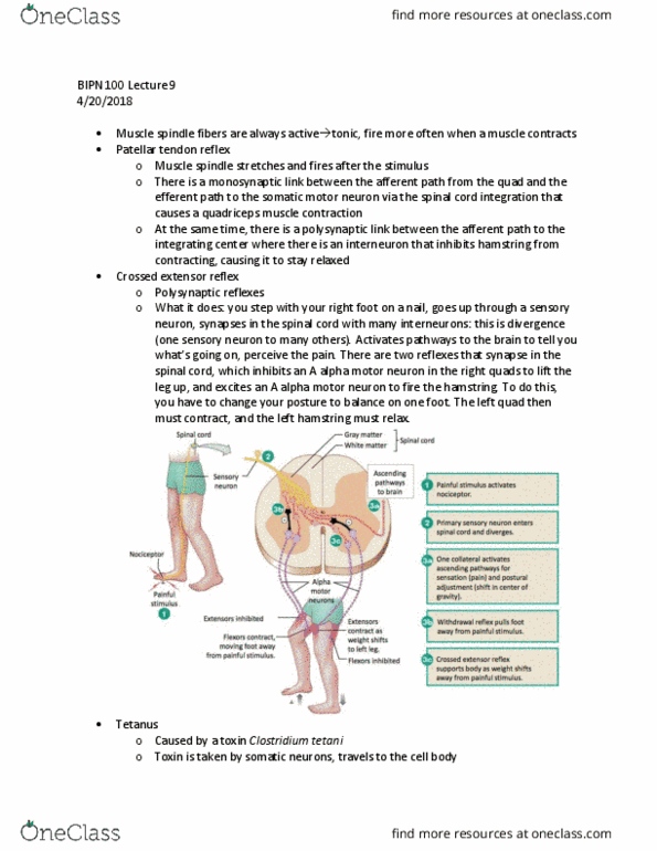 BIPN 100 Lecture Notes - Lecture 9: Alpha Motor Neuron, Patellar Ligament, Medulla Oblongata thumbnail
