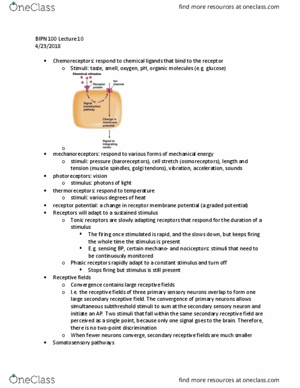 BIPN 100 Lecture Notes - Lecture 10: Receptive Field, Sensory Neuron, Muscle Spindle thumbnail