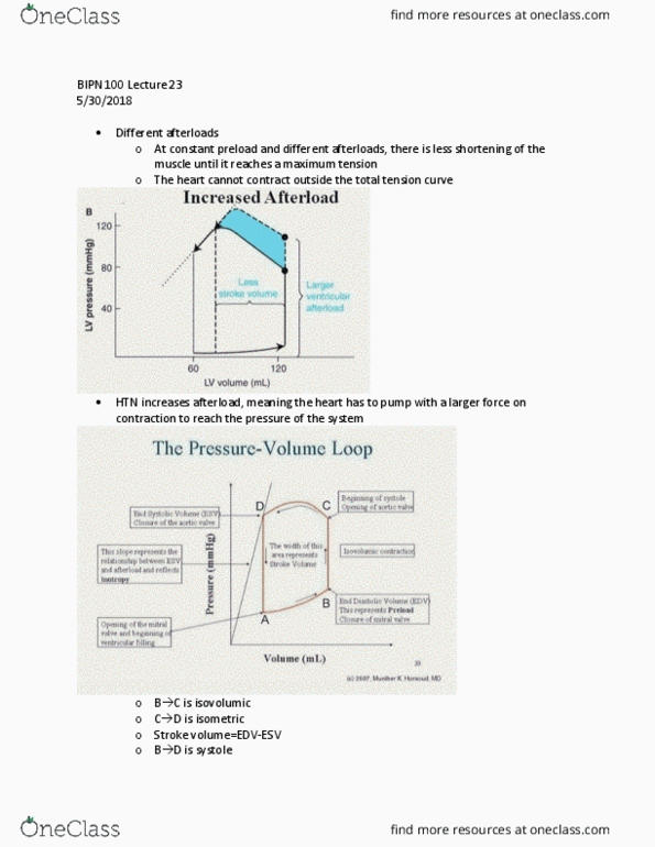BIPN 100 Lecture Notes - Lecture 23: Afterload, Blood Pressure, Stroke Volume thumbnail