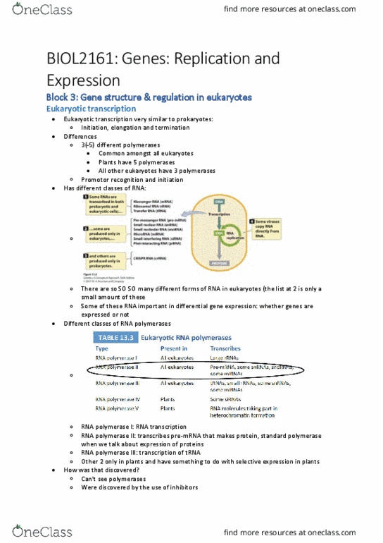 BIOL2161 Lecture Notes - Lecture 11: Eukaryotic Transcription, Transfer Rna, Consensus Sequence thumbnail