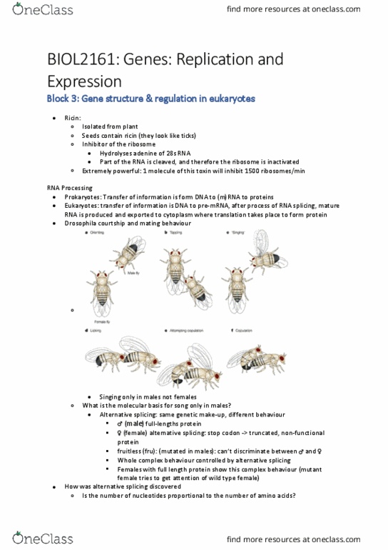 BIOL2161 Lecture Notes - Lecture 13: Alternative Splicing, Ricin, Hydrolysis thumbnail