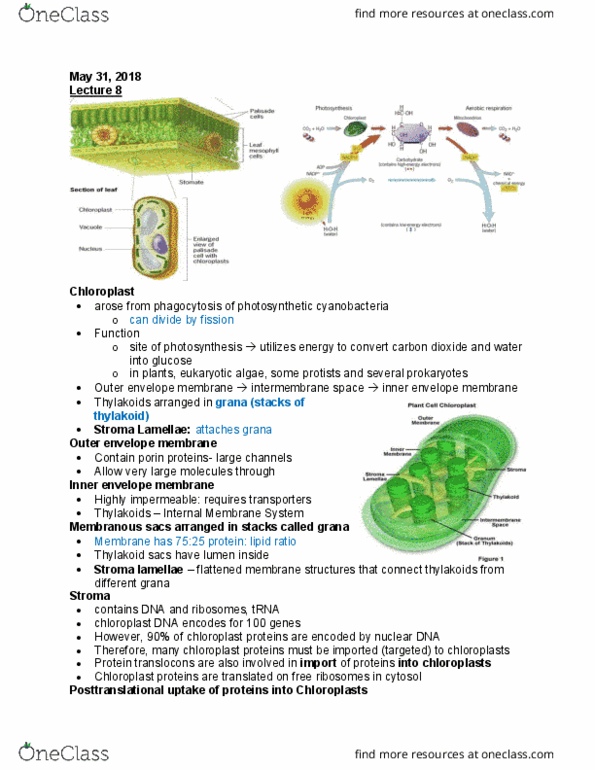 BIOB10H3 Lecture Notes - Lecture 8: Chloroplast Membrane, Chloroplast Dna, Translocon thumbnail