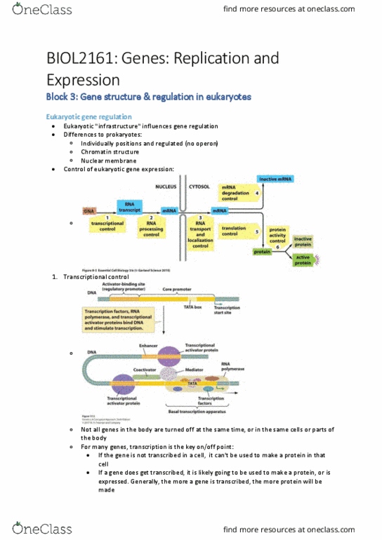 BIOL2161 Lecture Notes - Lecture 14: Gene Expression, Consensus Sequence, Regulatory Sequence thumbnail