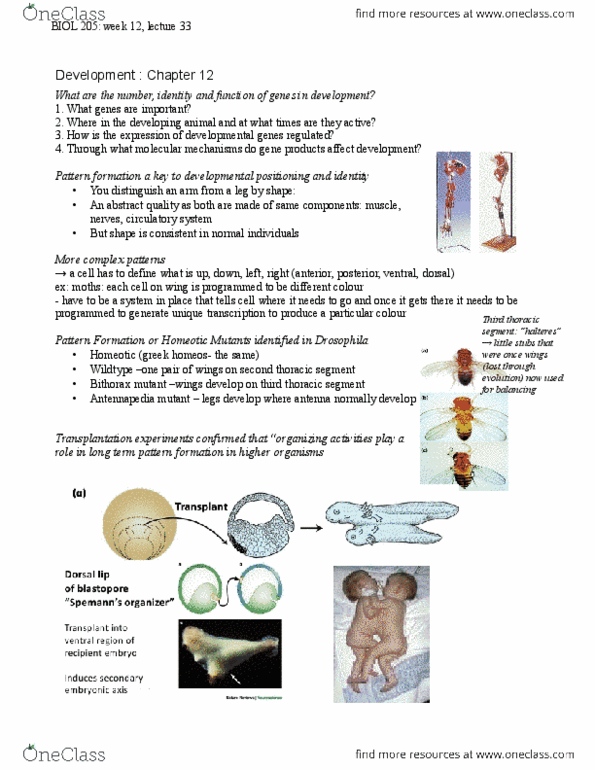 BIOL 205 Lecture Notes - Hox Gene, In Situ Hybridization, Antennapedia thumbnail
