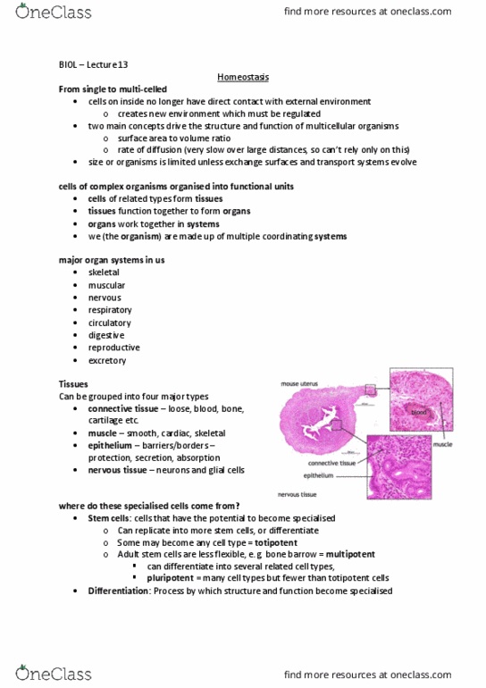 BIOL10004 Lecture Notes - Lecture 13: Neuroglia, Cellular Respiration, Membrane Potential thumbnail