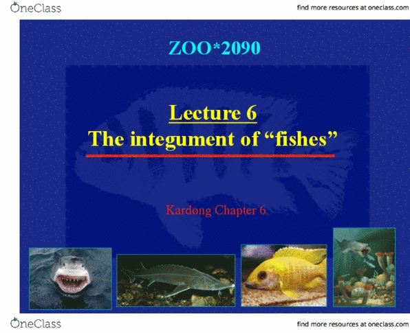 ZOO 2090 Lecture Notes - Lecture 6: Integument, Ectoderm, Neural Crest thumbnail