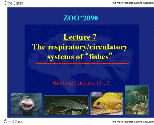 ZOO 2090 Lecture Notes - Lecture 7: Sarcopterygii, Subclavian Artery, Circulatory System thumbnail