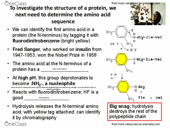 BIOC 2580 Lecture Notes - Lecture 2: Frederick Sanger, Protein Sequencing, Nucleophile thumbnail