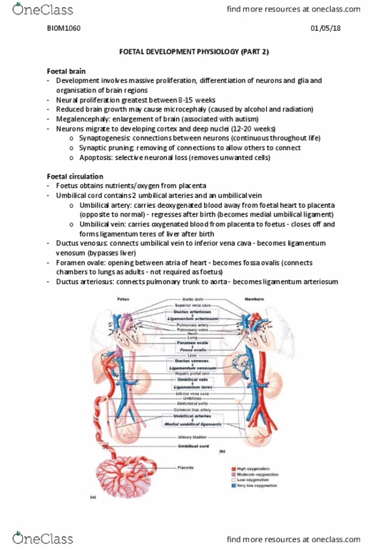BIOM1060 Lecture Notes - Lecture 32: Medial Umbilical Ligament, Ligamentum Arteriosum, Ductus Venosus thumbnail