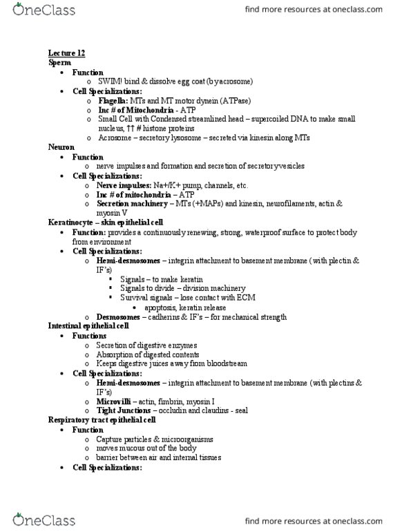 BIOB10H3 Lecture Notes - Lecture 12: Plectin, Hemidesmosome, Fimbrin thumbnail