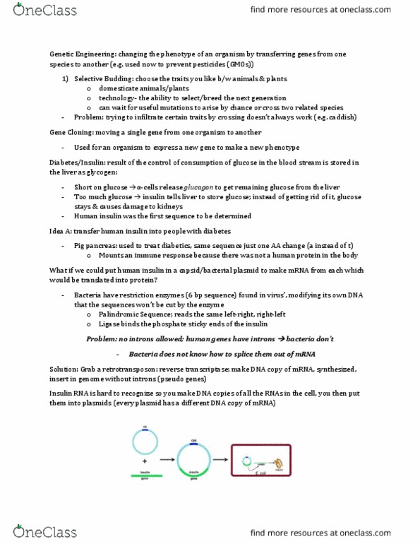 BIOL 112 Lecture Notes - Lecture 23: Insulin, Pseudogene, Horizontal Gene Transfer thumbnail