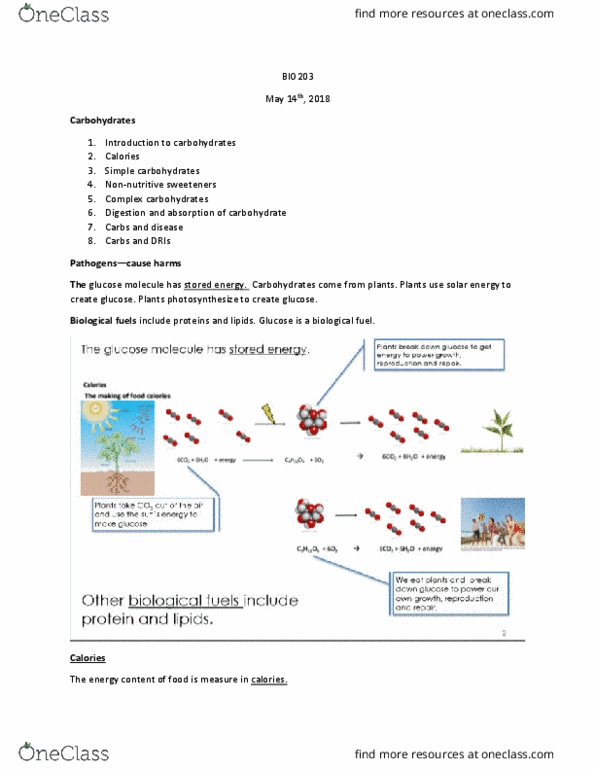 BIOL 203 Lecture Notes - Lecture 6: Calorie, Photosynthesis, Digestion thumbnail