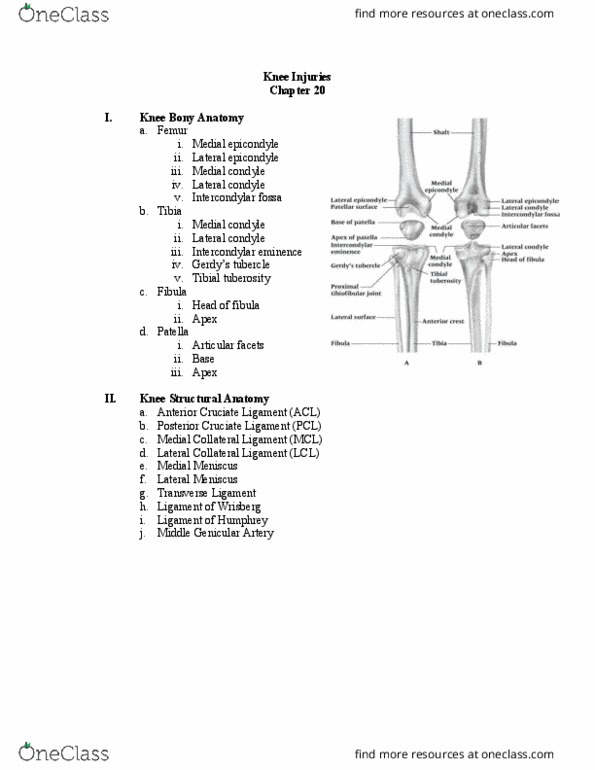 ATH 1061 Lecture Notes - Lecture 21: Anterior Cruciate Ligament Injury, Intercondylar Area, Medial Condyle Of Tibia thumbnail