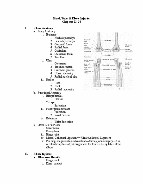 ATH 1061 Lecture Notes - Lecture 23: Olecranon Fossa, Coronoid Fossa Of The Humerus, Radial Tuberosity thumbnail