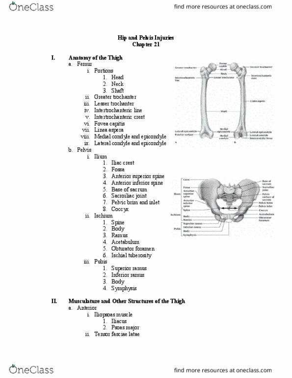 ATH 1061 Lecture Notes - Lecture 25: Tensor Fasciae Latae Muscle, Intertrochanteric Crest, Ischial Tuberosity thumbnail